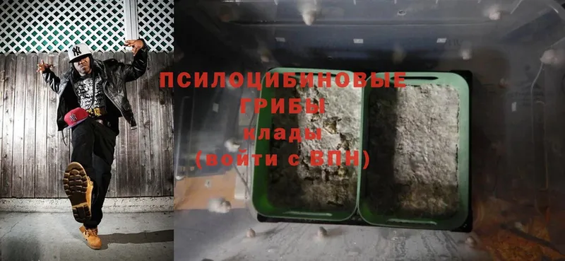 Псилоцибиновые грибы Magic Shrooms  Ряжск 